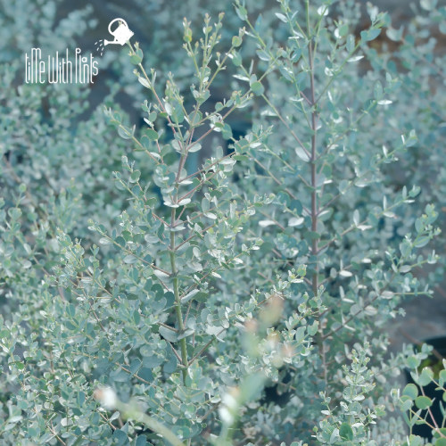 小椿园艺 尤加利‘银水滴’Eucalyptus Silver drop 银叶常绿庭院