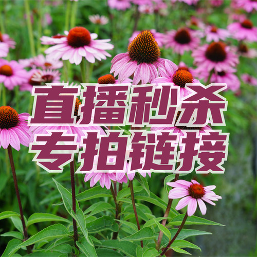 直播秒杀专拍链接 直播间同款在这~~