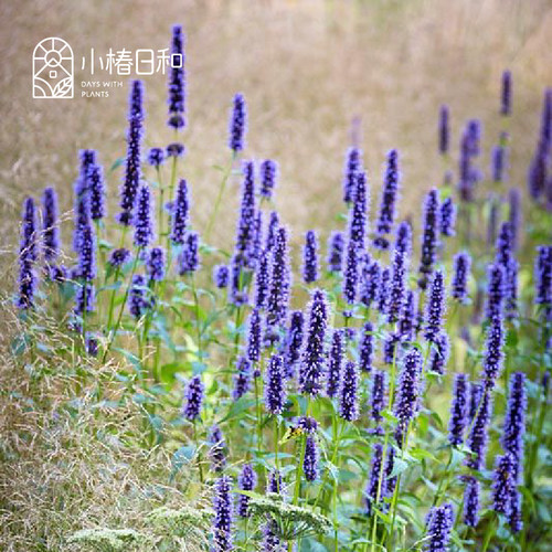 小椿日和 藿香黑爵士 超新品多年生花镜花卉庭院盆栽耐热耐寒植物