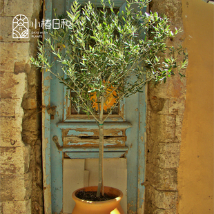 小椿日和 油橄榄盆栽树 地中海ins 室内客厅花园阳台耐热耐晒绿植