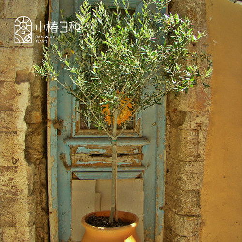 盆栽室内园林观叶植物