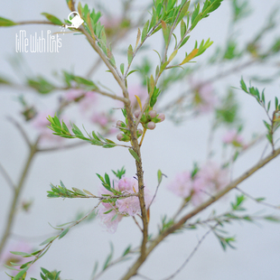 小椿日和 百里香叶白千层“粉色蕾丝” 耐热常绿耐寒开花精致灌木