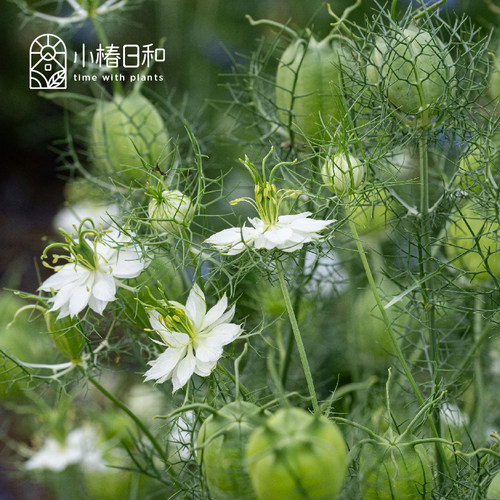 小椿日和 黑种草 蓝色 白色 草本自然野趣切花盆栽花境观花观果