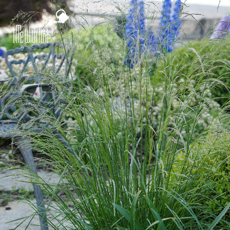 小椿园艺 发草仙泉 Deschampsia cespitosa 雾状岩石雨水花园耐寒