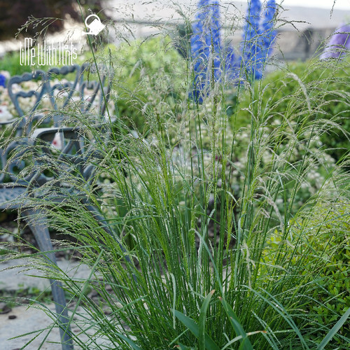 小椿园艺 发草仙泉 Deschampsia cespitosa 雾状岩石雨水花园耐寒