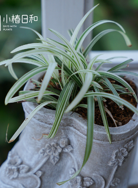 小椿日和 花叶麦冬斑叶“玉龙锦”耐寒耐阴常绿地被日式花园庭院