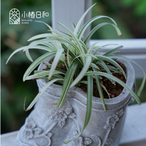 小椿日和 花叶麦冬斑叶“玉龙锦”耐寒耐阴常绿地被套餐花园庭院