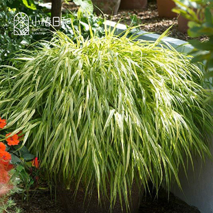 小椿日和 金叶箱根草耐阴耐寒耐热阴生花园花镜彩叶多年生观赏草