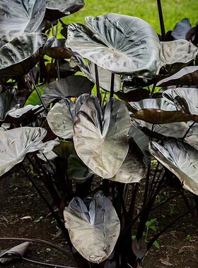 小椿日和绿天鹅绒海芋盆栽绿植北欧ins风格阳台网红植物室内