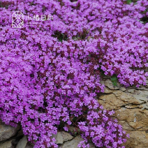 小椿日和 桃花百里香福克斯里 食用香草地被西餐茶饮花园盆栽