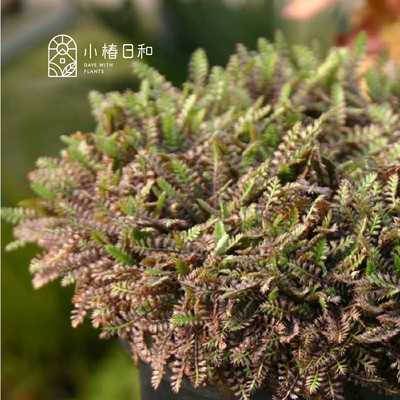 小椿日和 暗色铜扣菊普拉特黑 地被匍匐 耐阴阳台庭院盆栽绿植