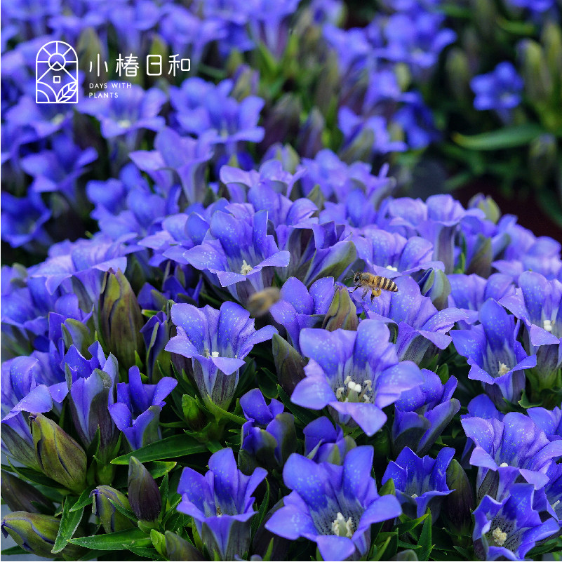 小椿日和  龙胆花海洋之心 花卉盆栽苗阳台庭院花园植物耐热耐寒
