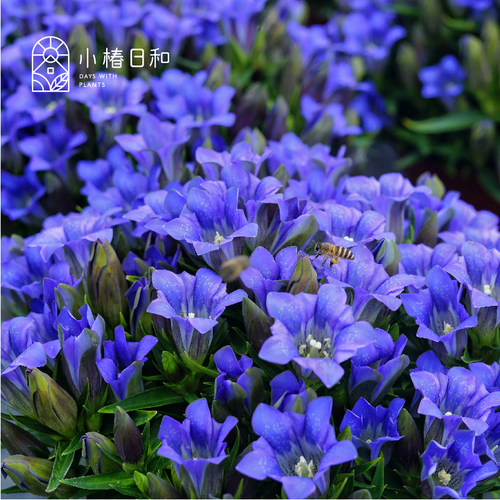 小椿日和  龙胆花海洋之心 花卉盆栽苗阳台庭院花园植物耐热耐寒