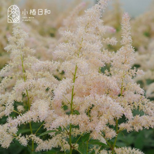小椿日和落新妇耐寒耐热花园阳台