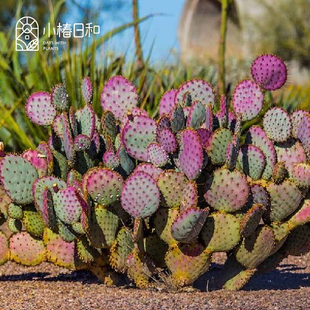 小椿日和 圣丽塔仙人掌 Opuntia Santa Rita沙生多肉植物耐热耐寒