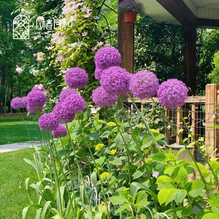 小椿日和 大花葱进口球根盆栽多年生宿根耐寒庭院阳台球王勃朗峰