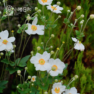 小椿日和 银莲花奥诺季伯特耐阴开花耐寒耐热宿根低维护阳台花卉