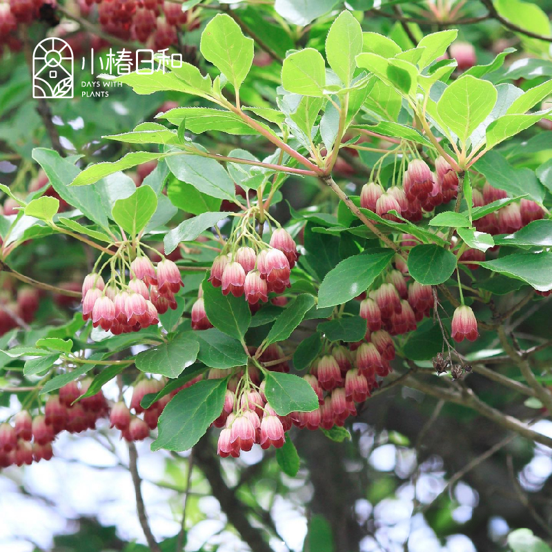小椿日和 粉花吊钟落叶阔叶马醉木盆栽常绿耐寒庭院户外多年生