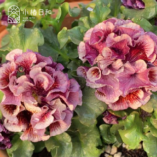 小椿日和   德古拉礼服重瓣皱边复古日系角堇盆栽草本花卉爆花