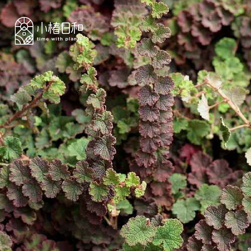 小椿日和 台湾蔓莓莓浆果半常绿可食用浆果绿植盆栽