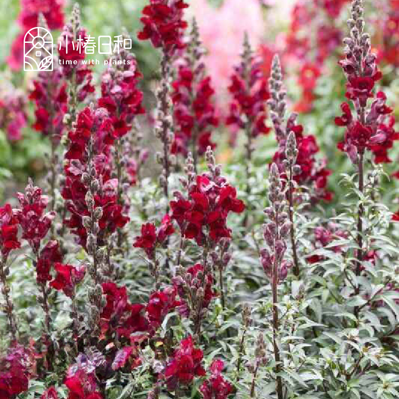 小椿日和铜叶金鱼草黑王子Black Prince经典‘黑花’线性花境盆栽