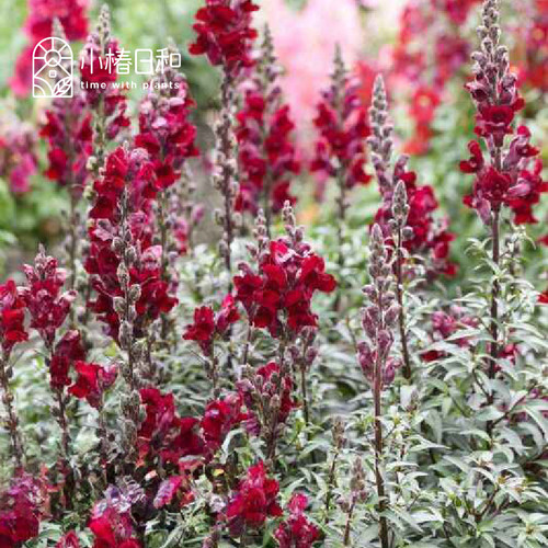 小椿日和铜叶金鱼草黑王子Black Prince经典‘黑花’线性花境盆栽