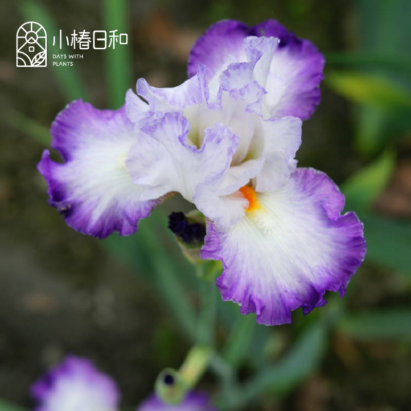 小椿日和 进口德国鸢尾 多年生耐寒庭院花境观花植物盆栽花卉花苗