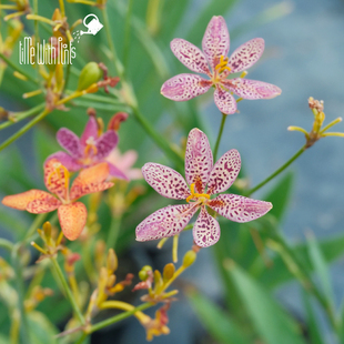 小椿园艺 糖果鸢尾 candy lily 花色丰富耐寒花境中景线性盆栽