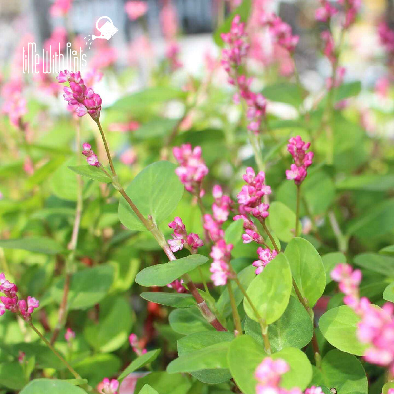 小椿园艺 靛蓝蓼 蓼蓝 小众自然野趣观花观叶组合盆栽素材植物