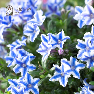 小椿日和 疏花木 紫草观叶观花新品地被垂吊多年生灌木耐热耐寒