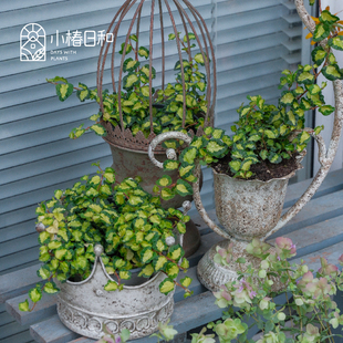 小椿日和 金星薜荔 月夜之光室内水培阳台耐热耐阴攀援性耐旱植物