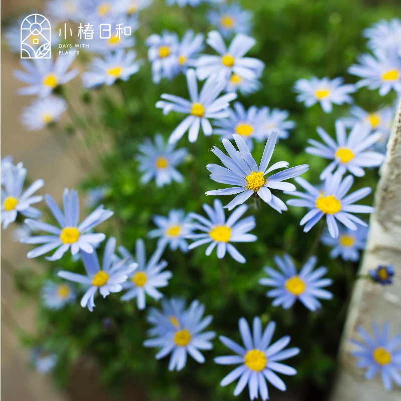 小椿日和蓝色玛格丽特马克罗西费利菊多年生花卉盆栽耐热庭院植物