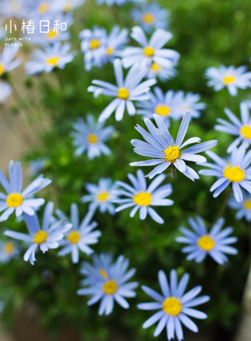 小椿日和蓝色玛格丽特马克罗西费利菊多年生花卉盆栽耐热庭院植物