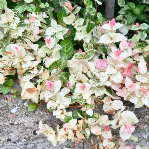小椿日和 花叶络石新品初雪常绿耐寒观叶藤本地被匍匐垂吊盆栽