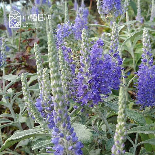 小椿日和 银叶婆婆纳Veronica ornata 高级蓝色花境花卉盆栽绿植