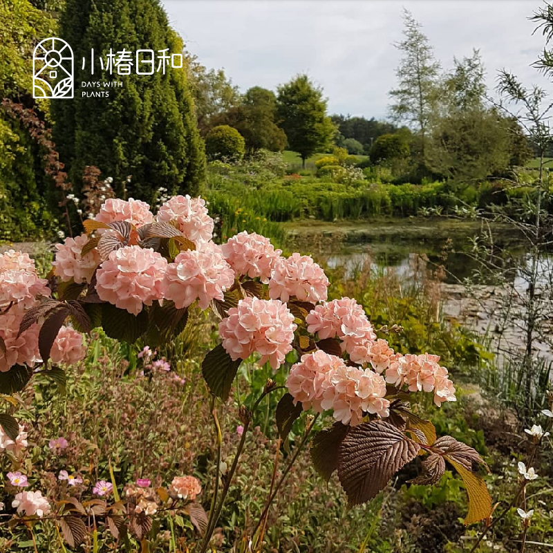 粉色木绣球庭院户外耐寒耐旱