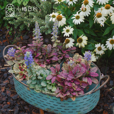 小椿日和 多花筋骨草 日本姬十二耐阴花镜庭院地被花卉彩叶植物