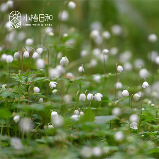 小椿日和 垂头银莲花 鹅掌草二轮草耐阴地被耐寒盆栽花境庭院花卉