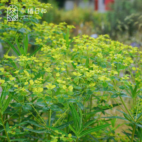 小椿日和西西里大戟观叶观花多年生耐热耐旱耐寒花园盆栽植物盆苗