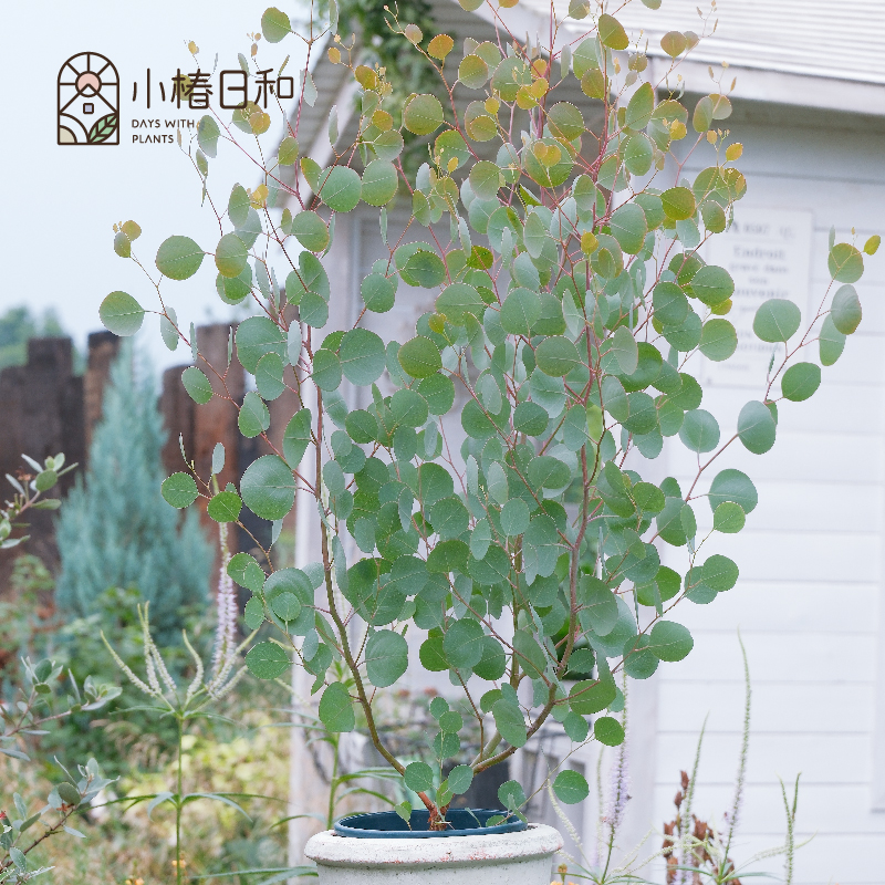 小椿日和  苹果桉圆叶银元心形 地中海ins室内花园阳台耐热耐晒