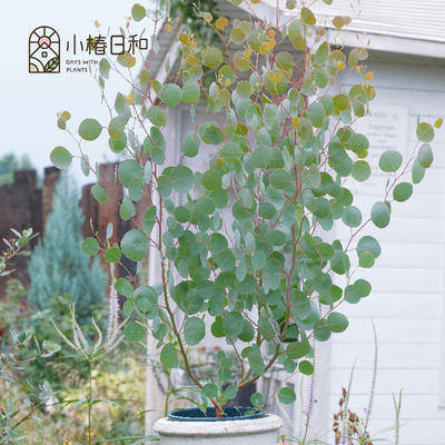 小椿日和  苹果桉圆叶银元心形 地中海ins室内花园阳台耐热耐晒
