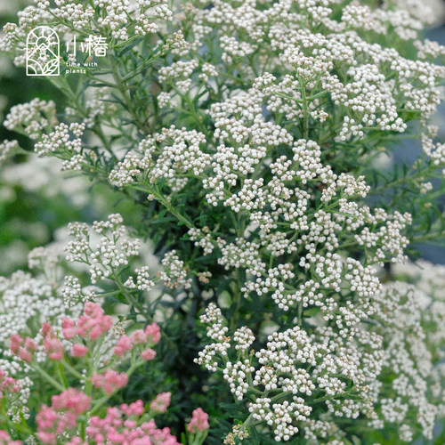小椿日和 澳洲米花Ozothamnus diosmifolius常绿灌木切花素材庭院