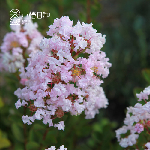 小椿日和 矮紫薇新品粉色宝贝With Love Babe丰花耐热耐寒盆栽