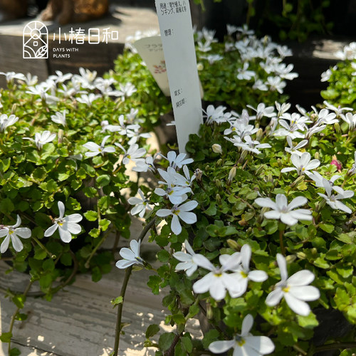 小椿日和半边莲夏秋地被匍匐