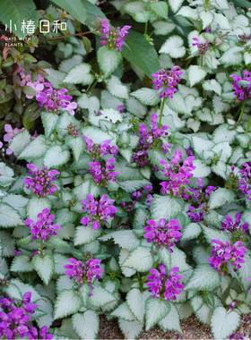 小椿日和 野芝麻Lamium Sterling Silve耐阴耐寒彩叶地被垂吊盆栽