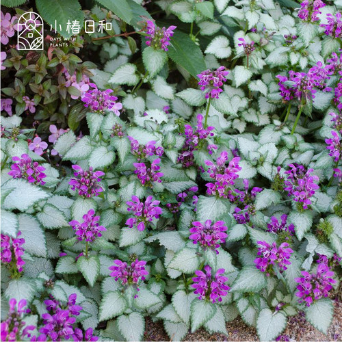 小椿日和野芝麻耐寒耐阴地被