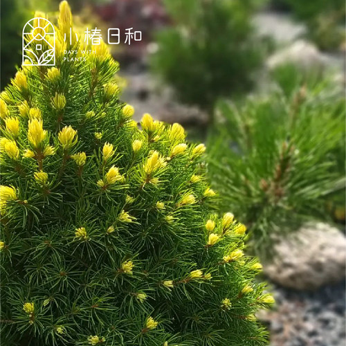 蓝色柏树耐寒耐旱四季常绿柏树