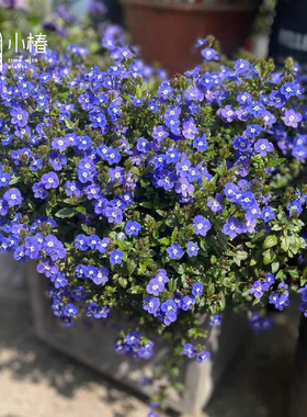 小椿园艺 平卧婆婆纳 乔治亚蓝 翡翠蓝 耐寒耐阴 蓝紫色丰花地被