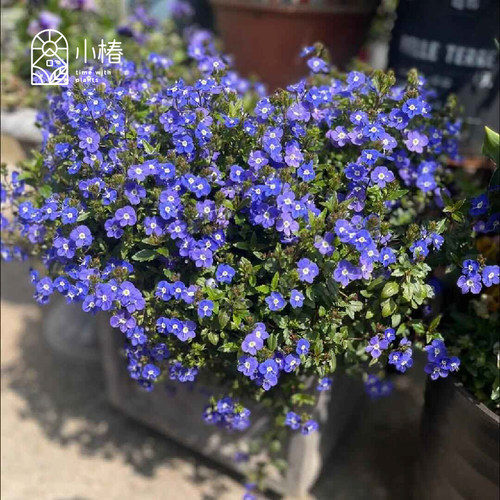 小椿园艺 平卧婆婆纳 乔治亚蓝 翡翠蓝 耐寒耐阴 蓝紫色丰花地被