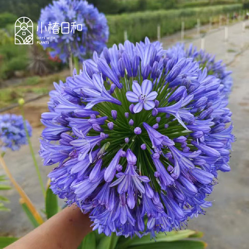 小椿日和 百子莲别处之蓝Blue Yonder垂筒多年生花卉庭院阳台盆栽